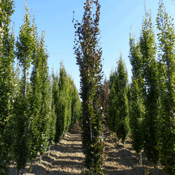 FAGUS sylvatica 'Dawyck Purple' – Image 6