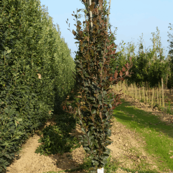 FAGUS sylvatica 'Dawyck Purple' – Image 5