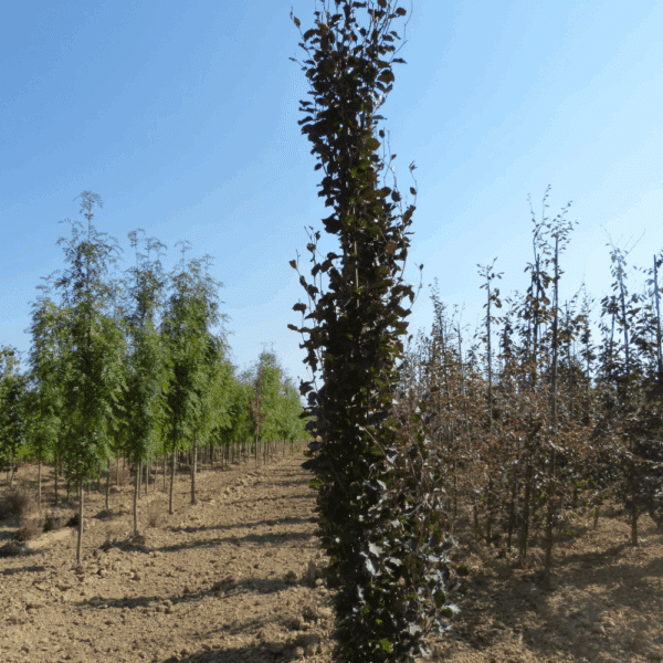 FAGUS sylvatica 'Dawyck Purple' – Image 4