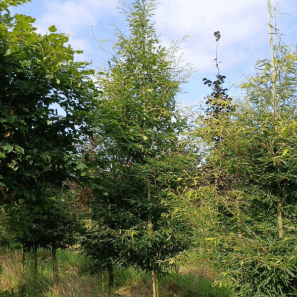 FAGUS sylvatica 'Laciniata' – Image 4