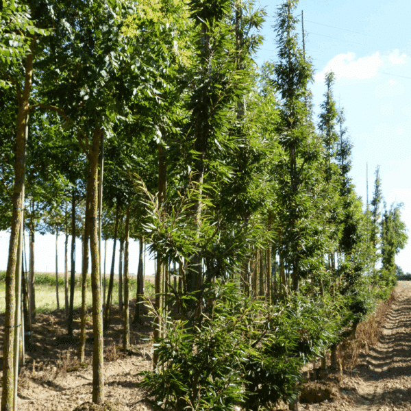 FAGUS sylvatica 'Laciniata' – Image 2