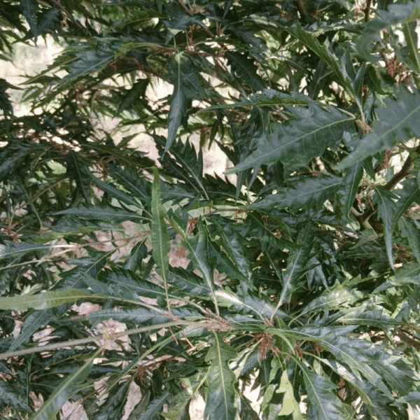 FAGUS sylvatica 'Laciniata'