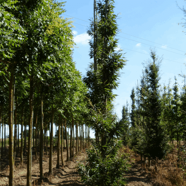 FAGUS sylvatica 'Laciniata' – Image 5
