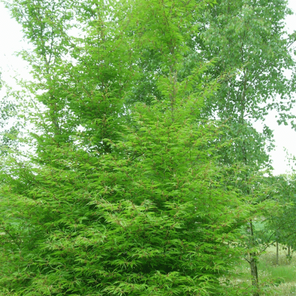FAGUS sylvatica 'Laciniata' – Image 3