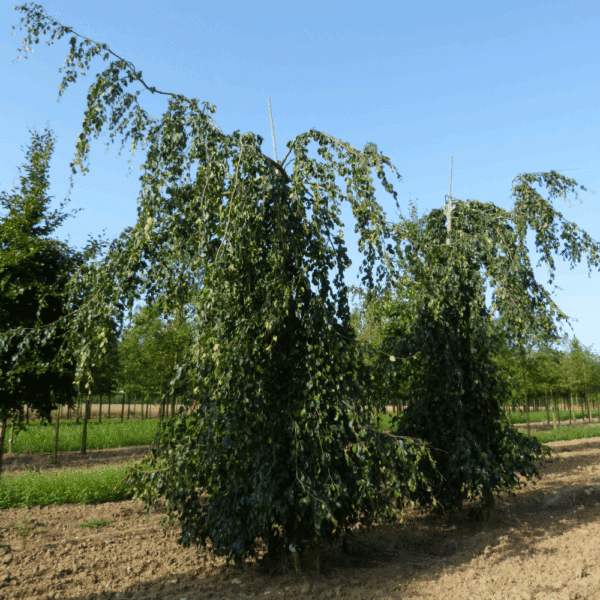 FAGUS sylvatica 'Pendula' – Image 6