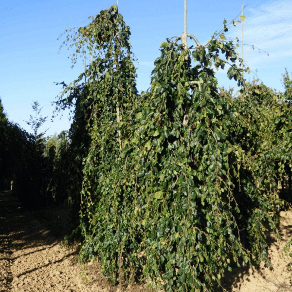 FAGUS sylvatica 'Pendula' – Image 4