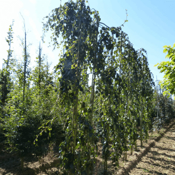 FAGUS sylvatica 'Pendula' – Image 3