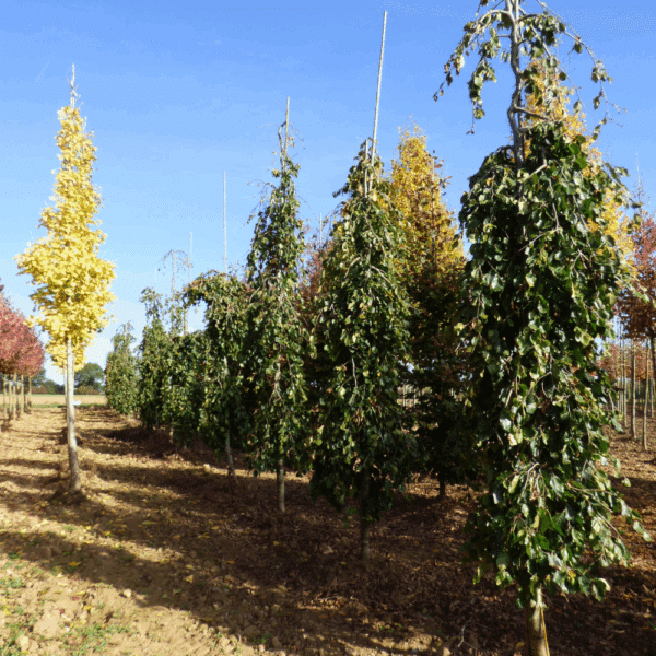 FAGUS sylvatica 'Pendula' – Image 2