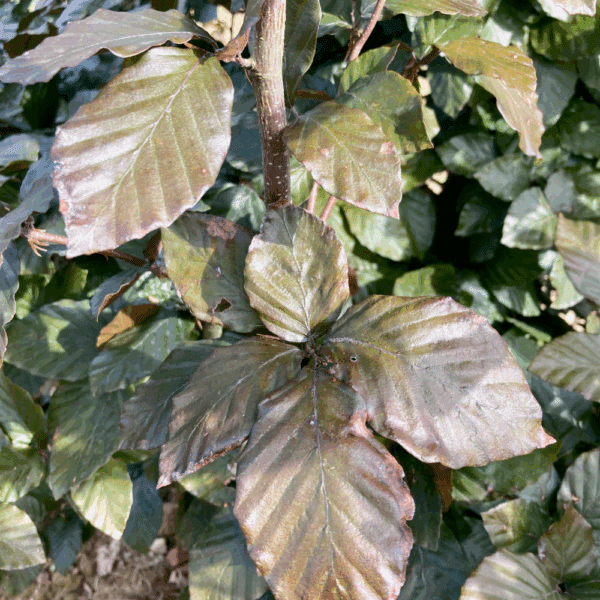 FAGUS sylvatica 'Purpurea' – Image 2