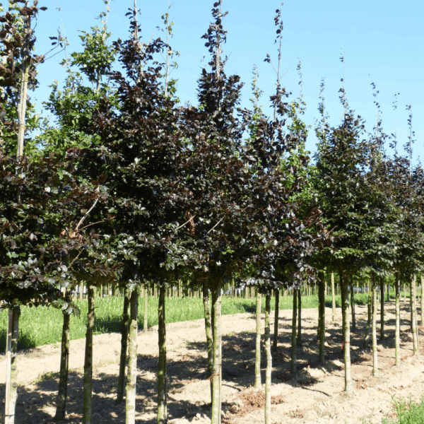 FAGUS sylvatica 'Purpurea' – Image 4