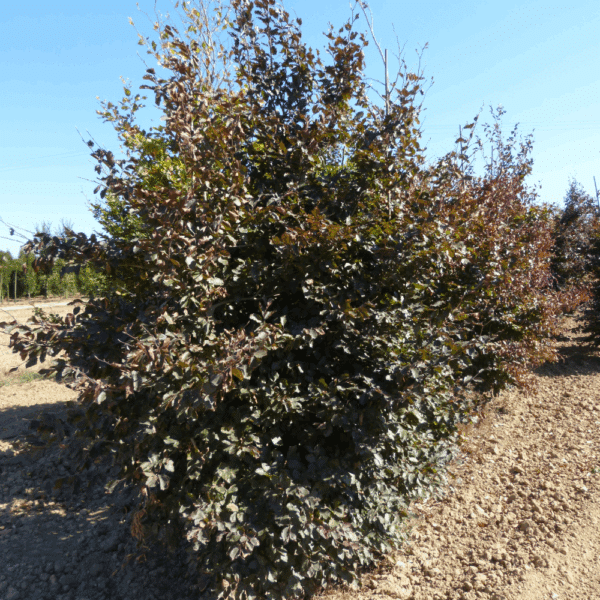 FAGUS sylvatica 'Purpurea' – Image 11