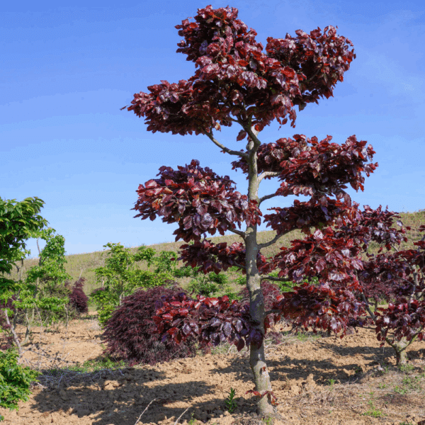 FAGUS sylvatica 'Purpurea' – Image 5
