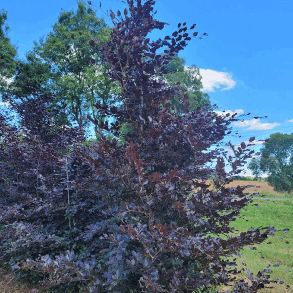FAGUS sylvatica 'Purpurea' – Image 12