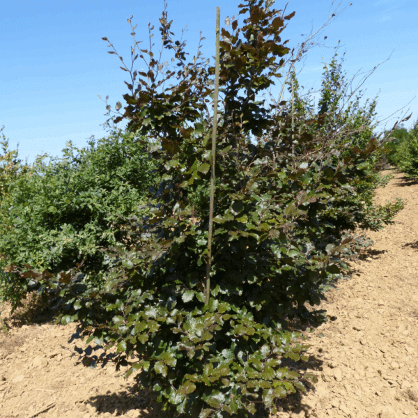 FAGUS sylvatica 'Purpurea' – Image 10