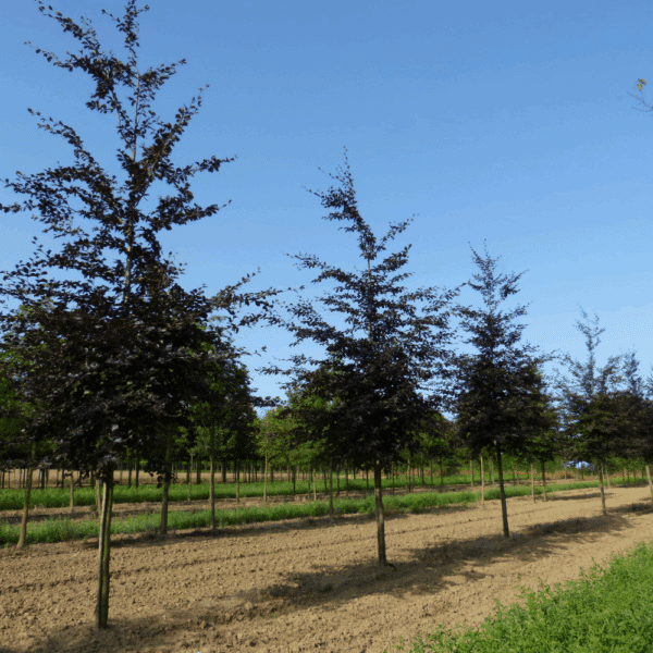 FAGUS sylvatica 'Purpurea' – Image 9
