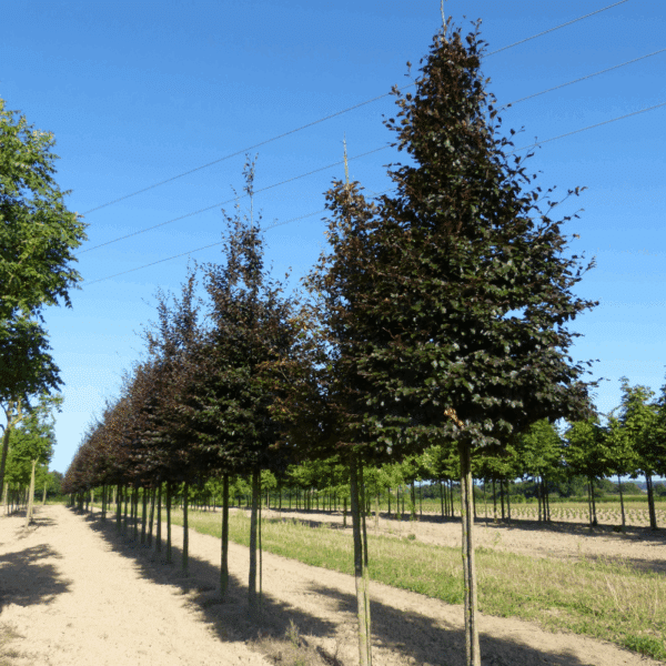 FAGUS sylvatica 'Purpurea' – Image 3