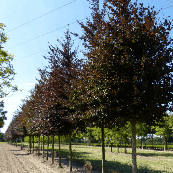 FAGUS sylvatica 'Purpurea' – Image 8