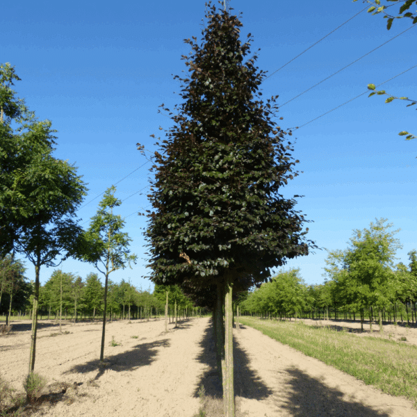 FAGUS sylvatica 'Purpurea' – Image 7