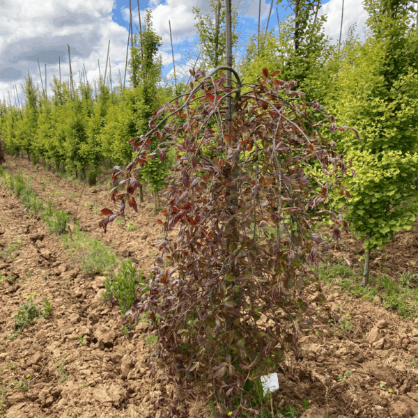 FAGUS sylvatica 'Purpurea Pendula' – Image 3
