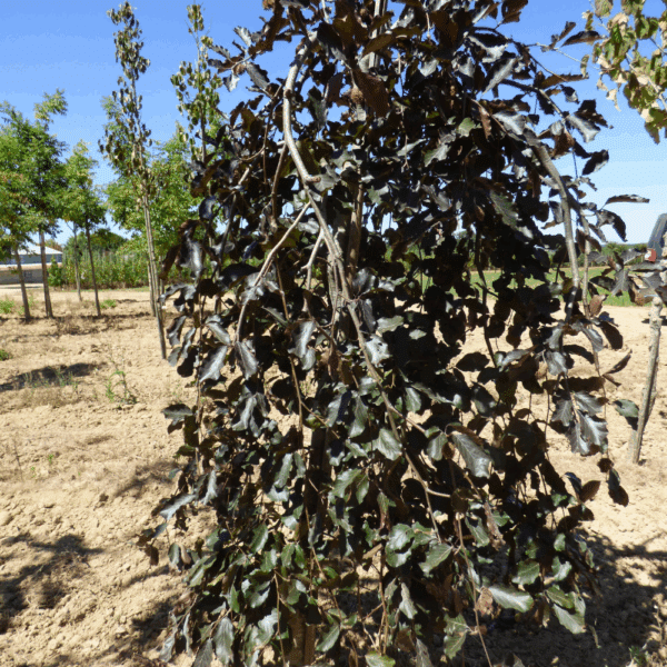 FAGUS sylvatica 'Purpurea Pendula' – Image 2