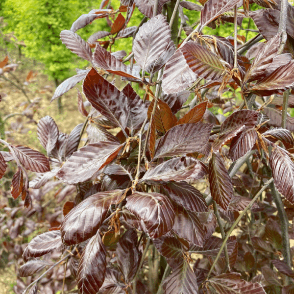 FAGUS sylvatica 'Purpurea Pendula' – Image 4