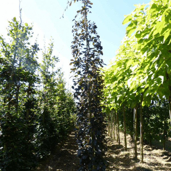 FAGUS sylvatica 'Purpurea Pendula' – Image 8