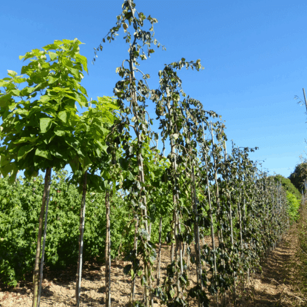 FAGUS sylvatica 'Purpurea Pendula' – Image 7