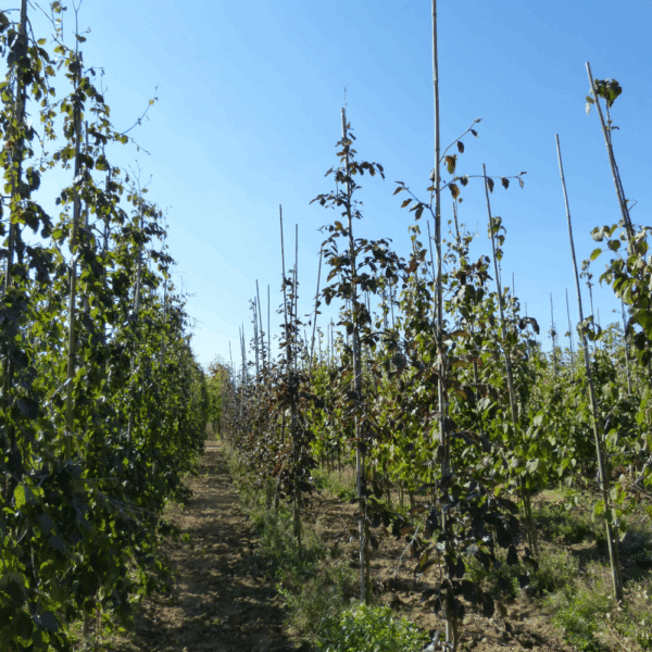 FAGUS sylvatica 'Purpurea Pendula' – Image 6