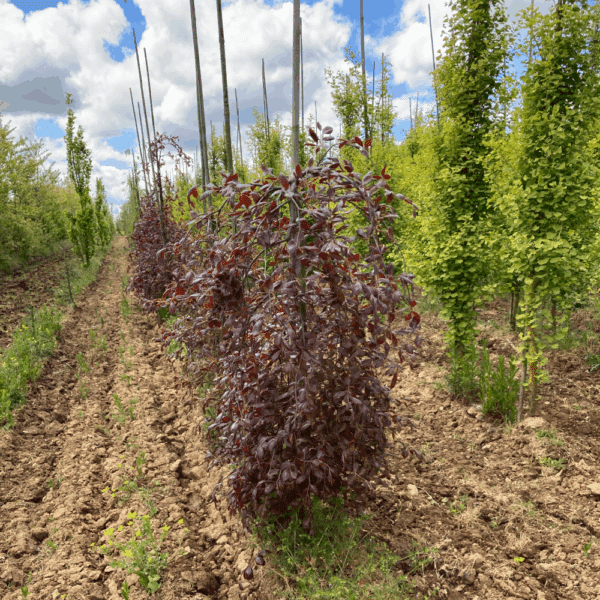 FAGUS sylvatica 'Purpurea Pendula' – Image 5