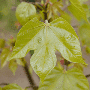 FIRMIANA simplex