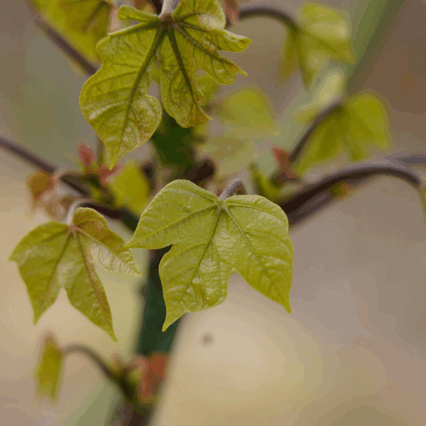 FIRMIANA simplex – Image 2