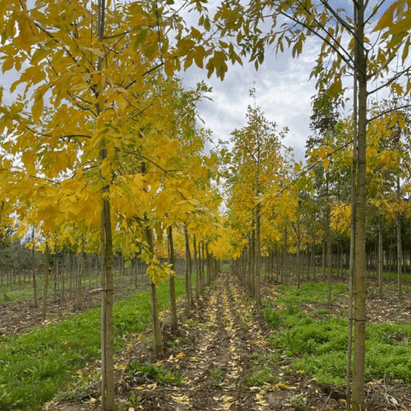 FRAXINUS americana – Image 4