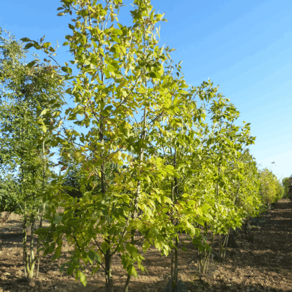 FRAXINUS americana – Image 3