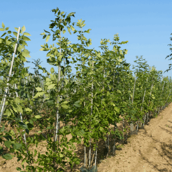 FRAXINUS americana – Image 8