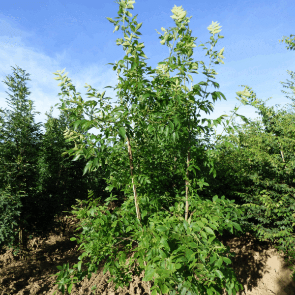 FRAXINUS americana – Image 6