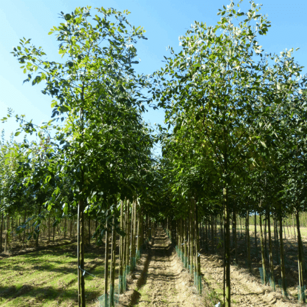 FRAXINUS americana – Image 12