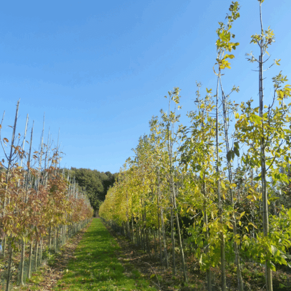 FRAXINUS americana – Image 11