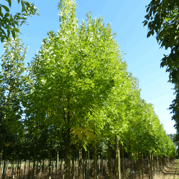 FRAXINUS americana – Image 5