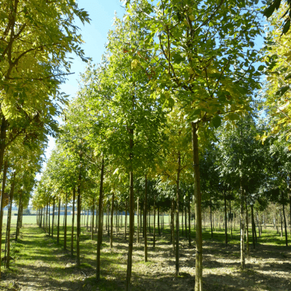 FRAXINUS americana – Image 7