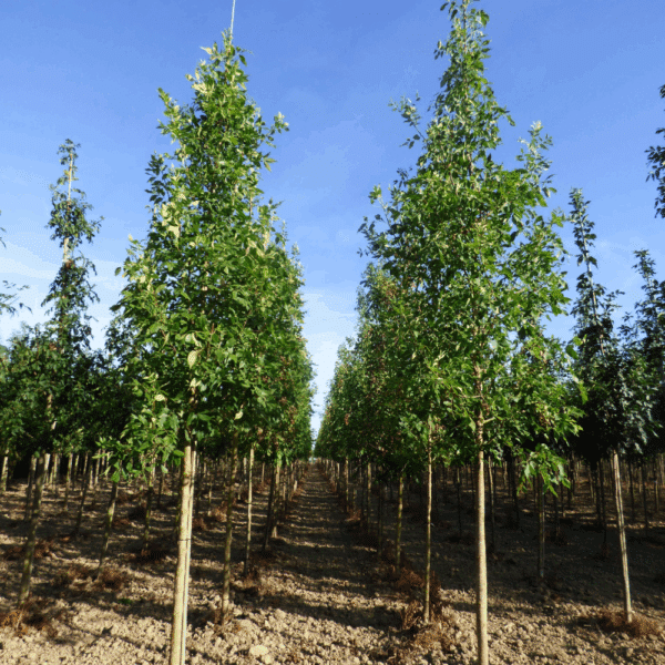 FRAXINUS americana – Image 10