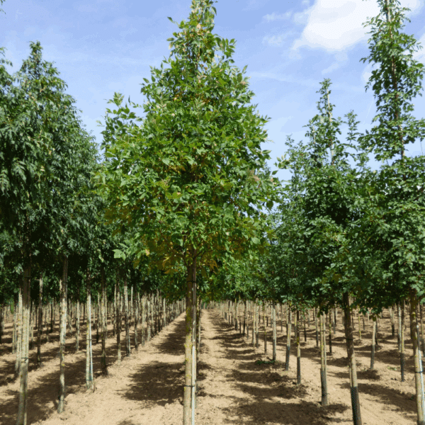 FRAXINUS americana – Image 9