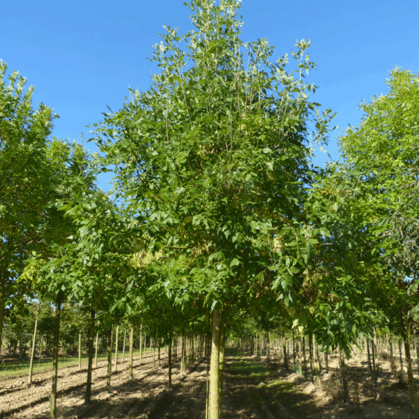FRAXINUS americana – Image 2