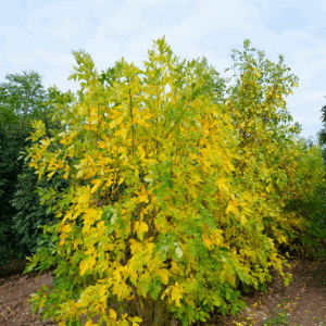 FRAXINUS americana