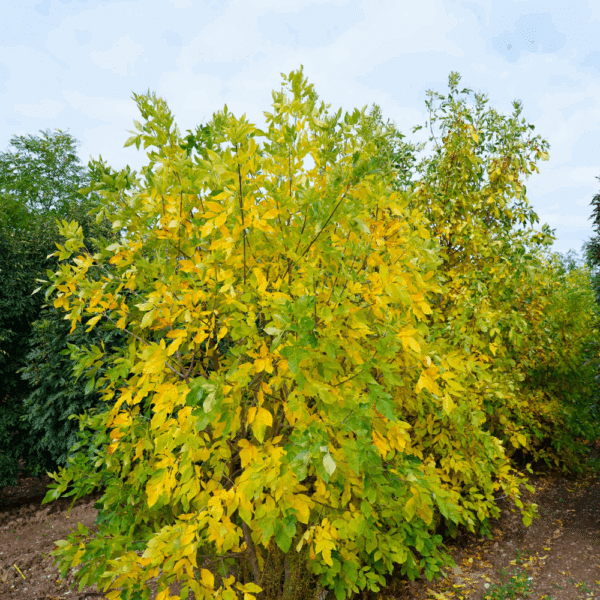 FRAXINUS americana