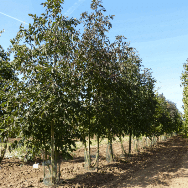 FRAXINUS americana 'Autumn Applause' – Image 2