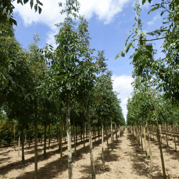 FRAXINUS americana 'Autumn Applause' – Image 11