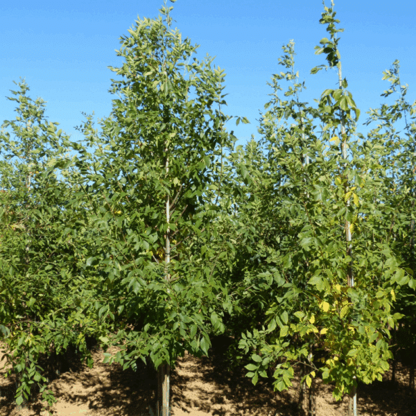 FRAXINUS americana 'Autumn Applause' – Image 3