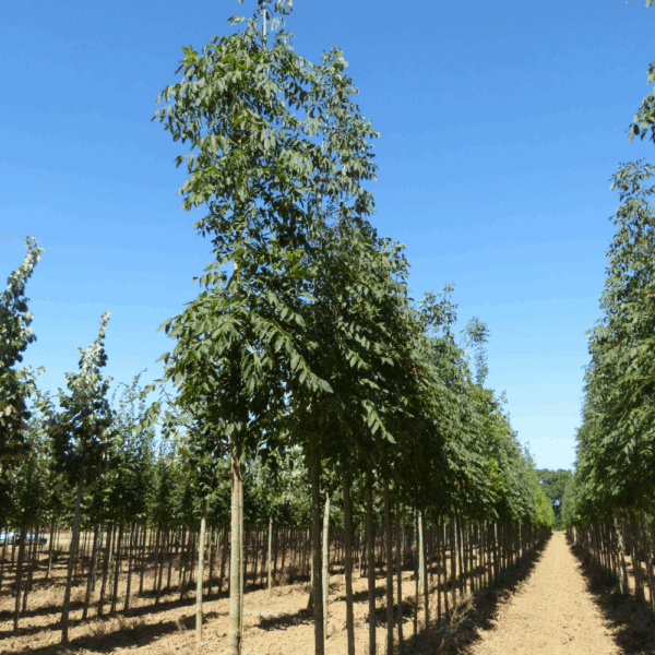 FRAXINUS americana 'Autumn Applause' – Image 12