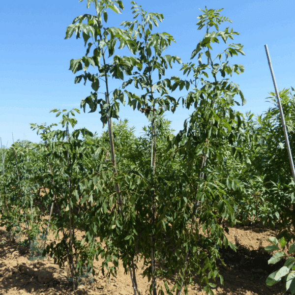 FRAXINUS americana 'Autumn Applause' – Image 4