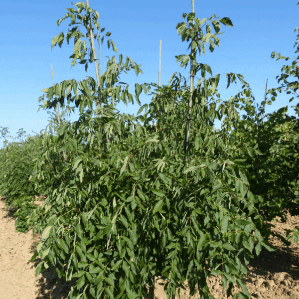 FRAXINUS americana 'Autumn Applause' – Image 5